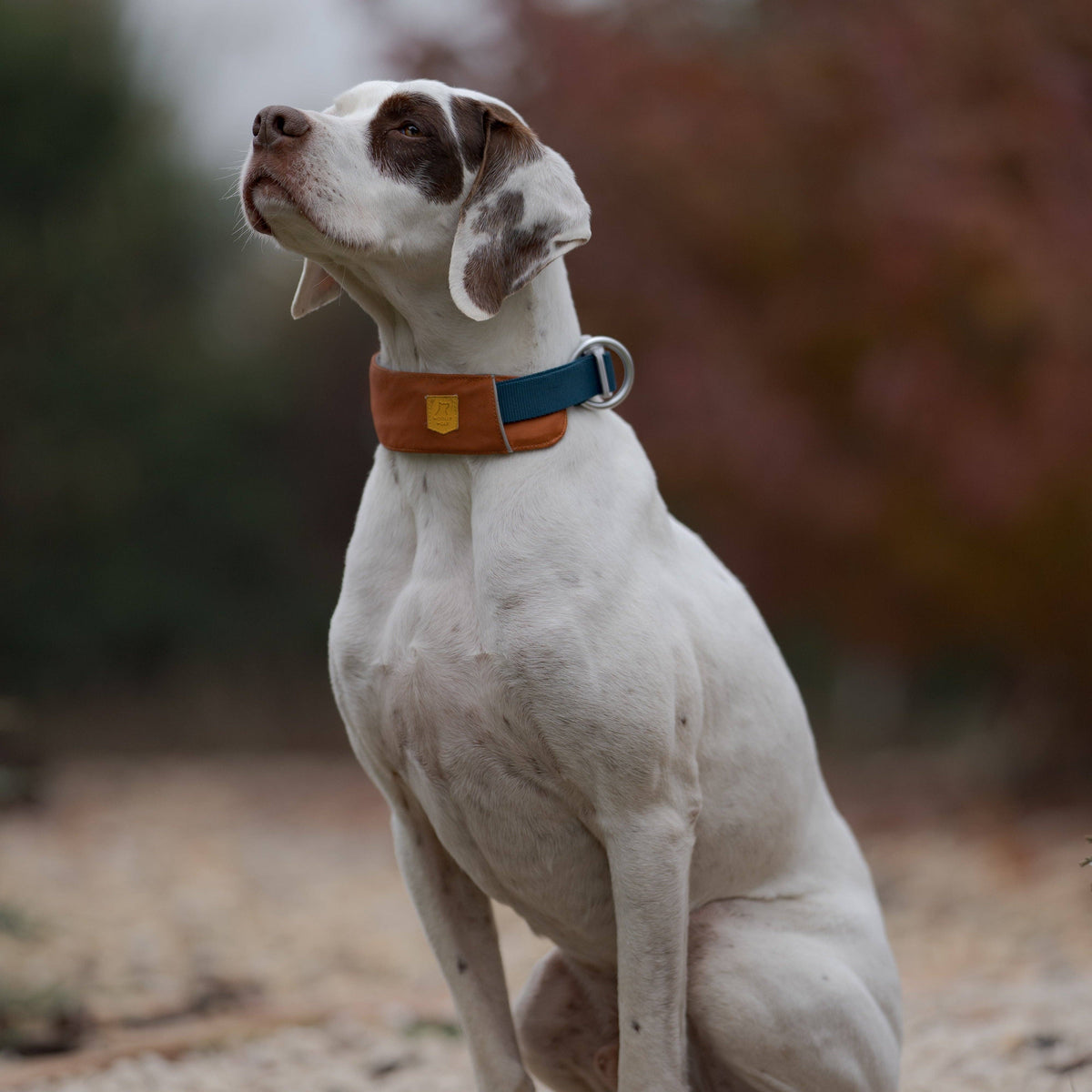 Alpha 360 Hundehalsband Terrakotta-Mix