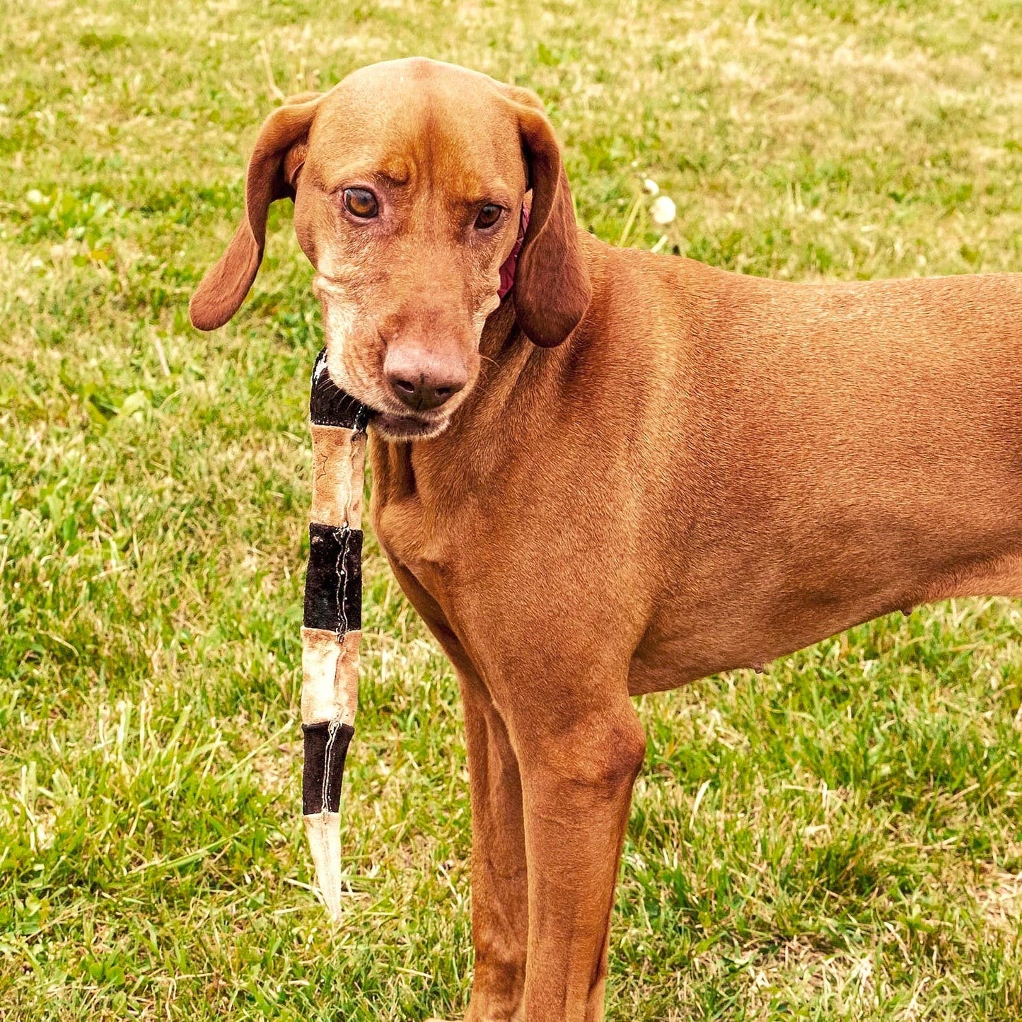 Funny Zoo - Natürliches Spielzeug für Hunde - Schlange aus Veloursleder