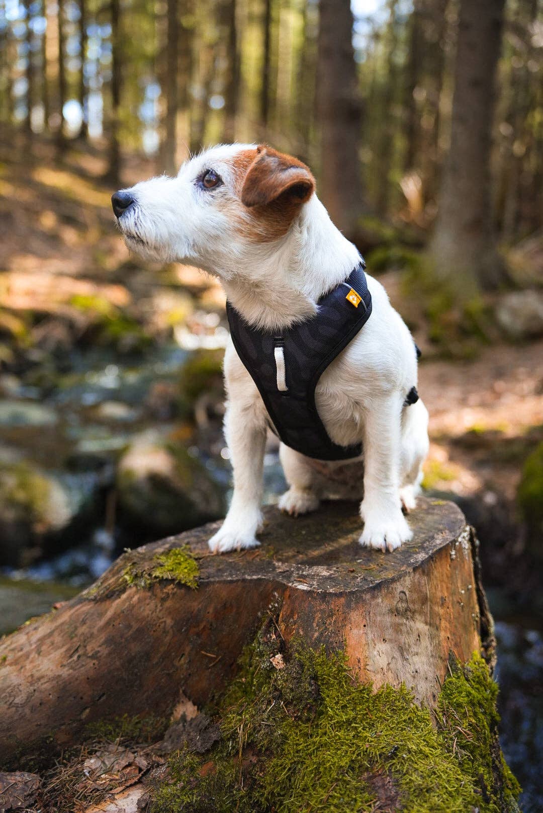 Woolly Wolf - Roam Hundegeschirr, recycelt (RPET)