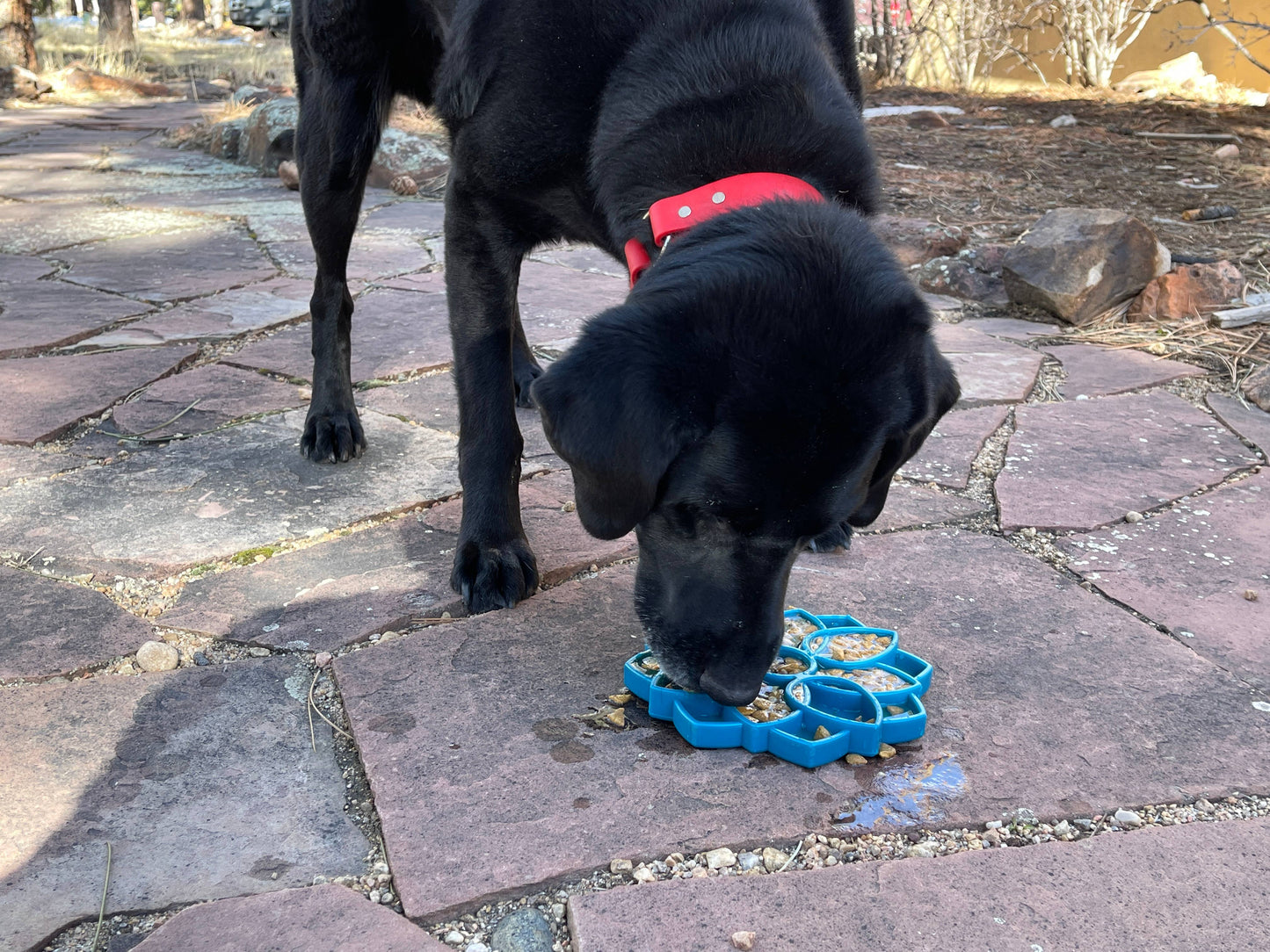 SodaPup - Mandala Design eTray Slow-Feeder-Tablett für Hunde