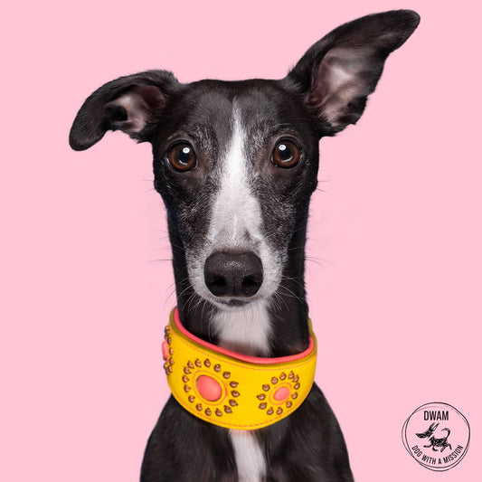 Dog with a Mission - Jessy Halsband Windhund