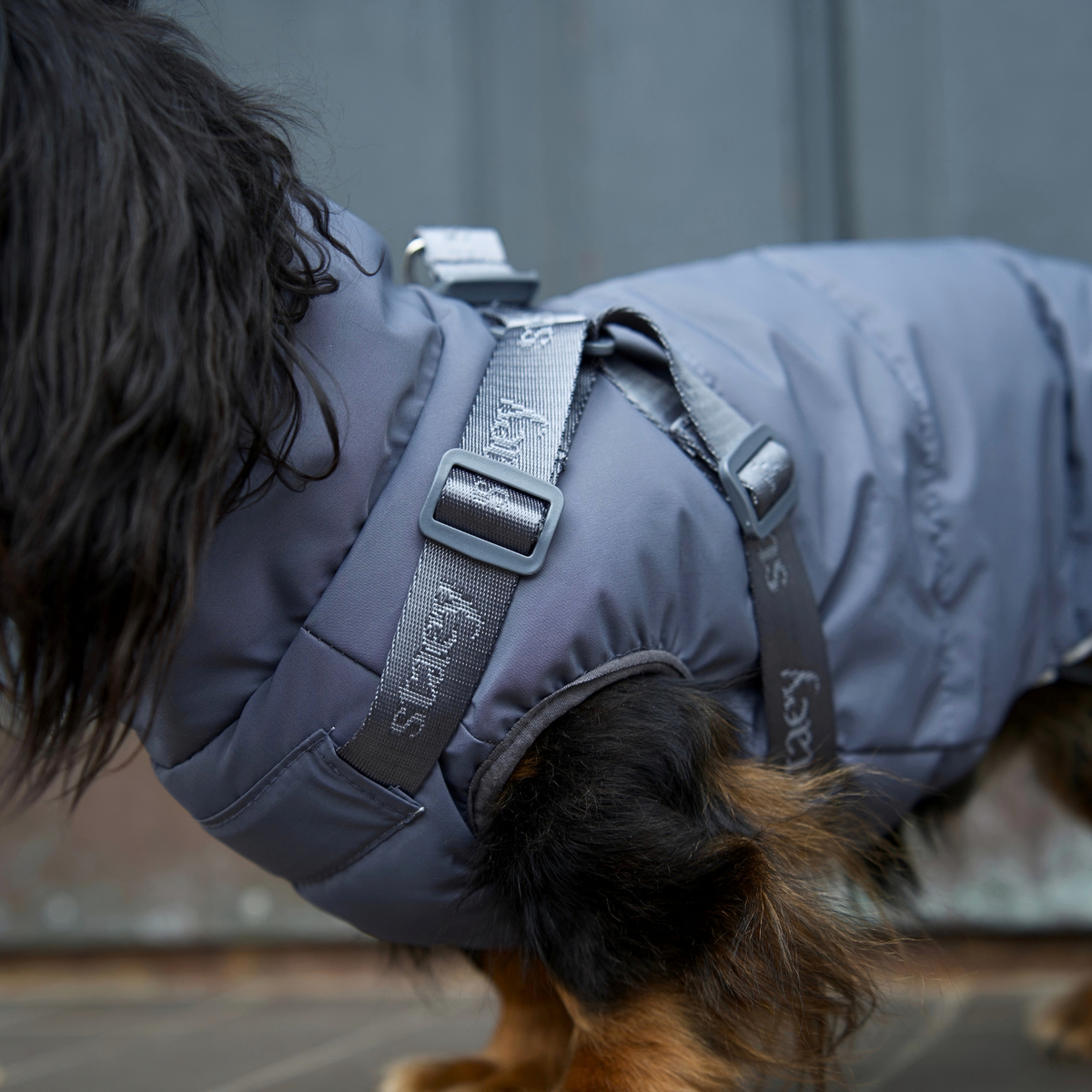 Staey - Vera Hundemantel mit Geschirr | Staubblau: L