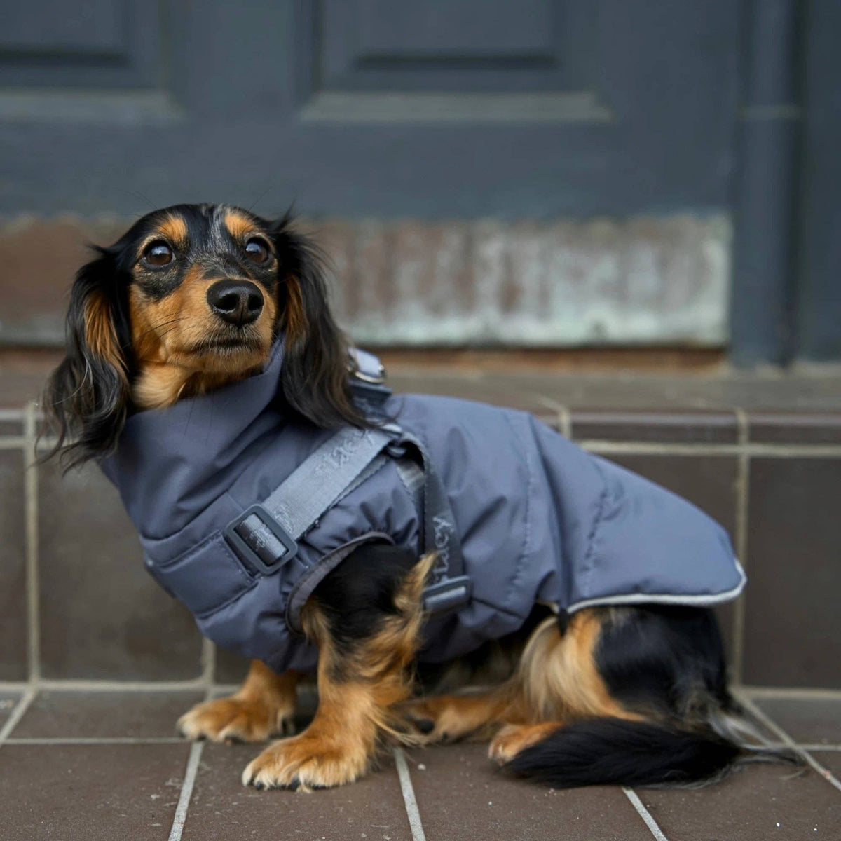Vera Hundemantel mit Geschirr | Staubblau: XS
