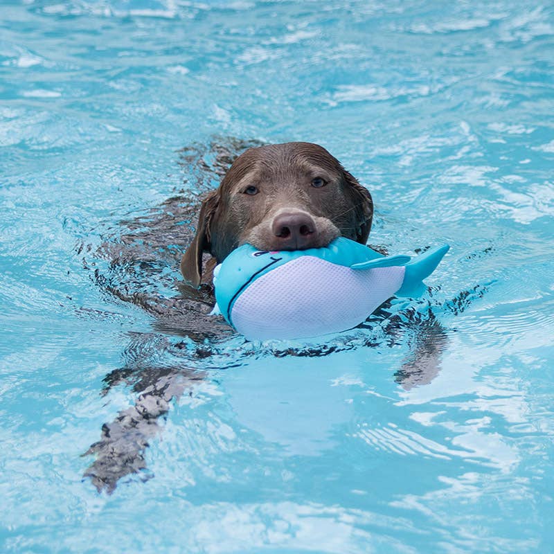 Only an Ocean Europe  - Splashy - Schwimmspielzeug