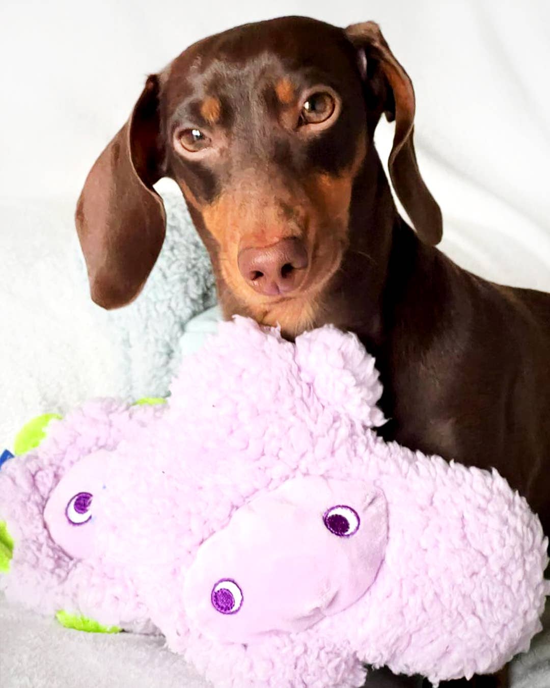 United Pets - Anti-Stress Kuscheltier mit ätherischen Ölen – Nocciolino