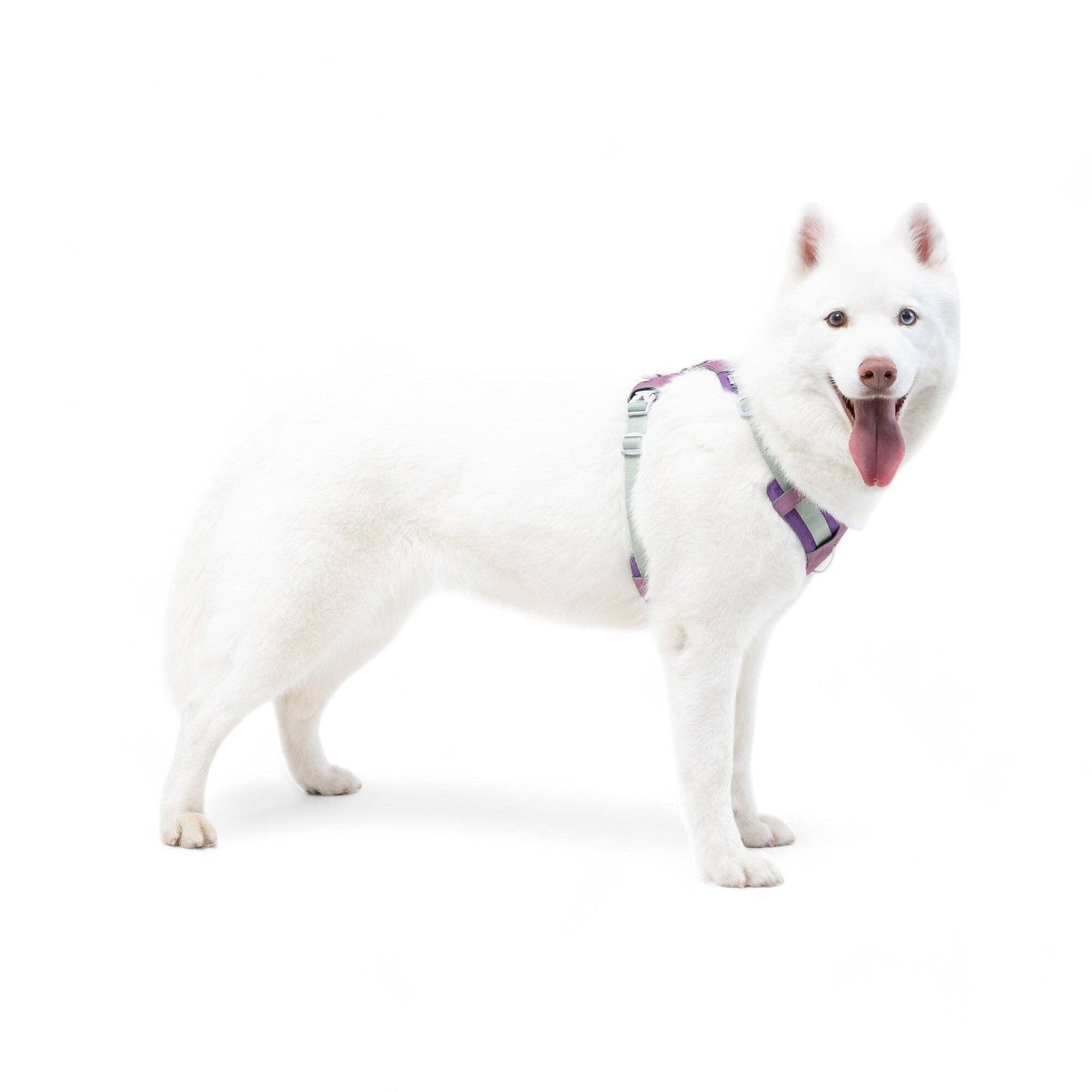 Woolly Wolf - Alpha 360 Harness Mauve Mix