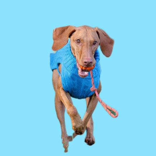 Kay-Line - Hundepullover SMARTY TÜRKIS  100 % Merinowolle 