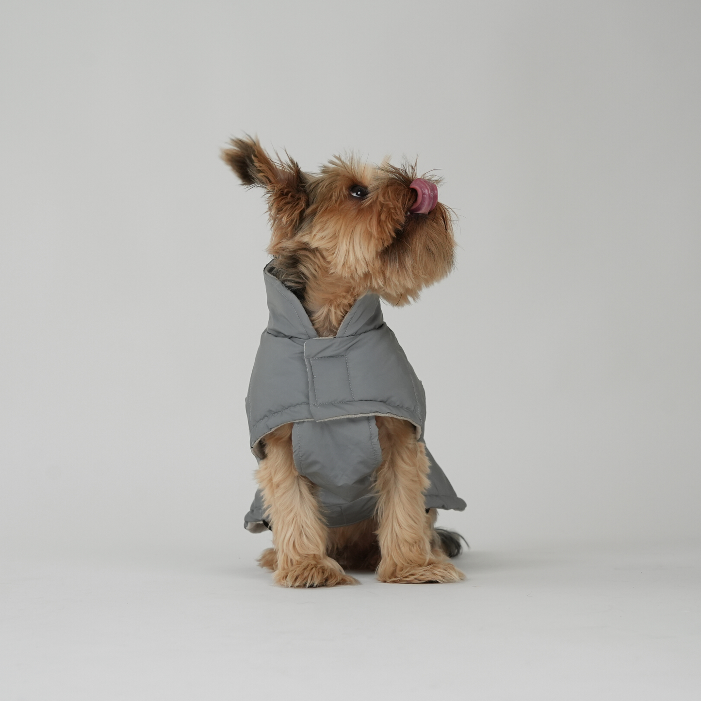 Staey - Hundemantel Nora | Reflektierend: S