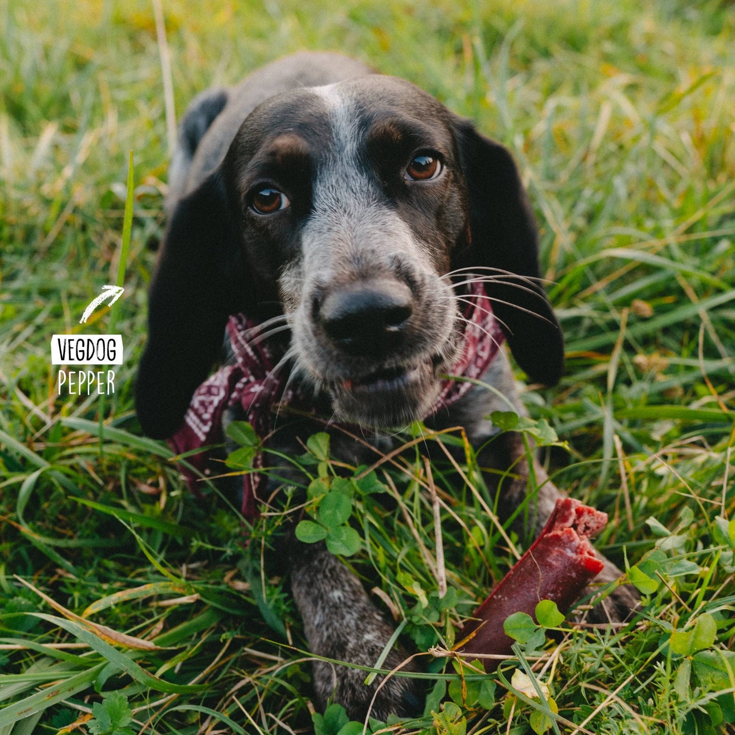 VegDog - CHEVVIES XL - 200g