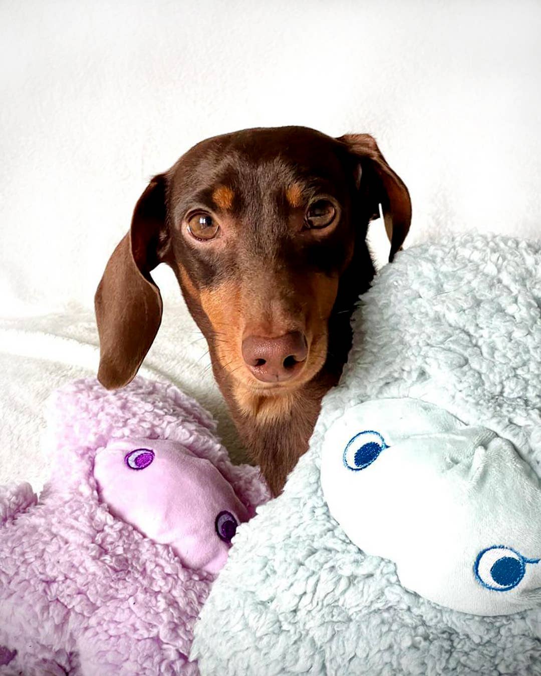 United Pets - Anti-Stress Kuscheltier mit ätherischen Ölen – Nocciolino