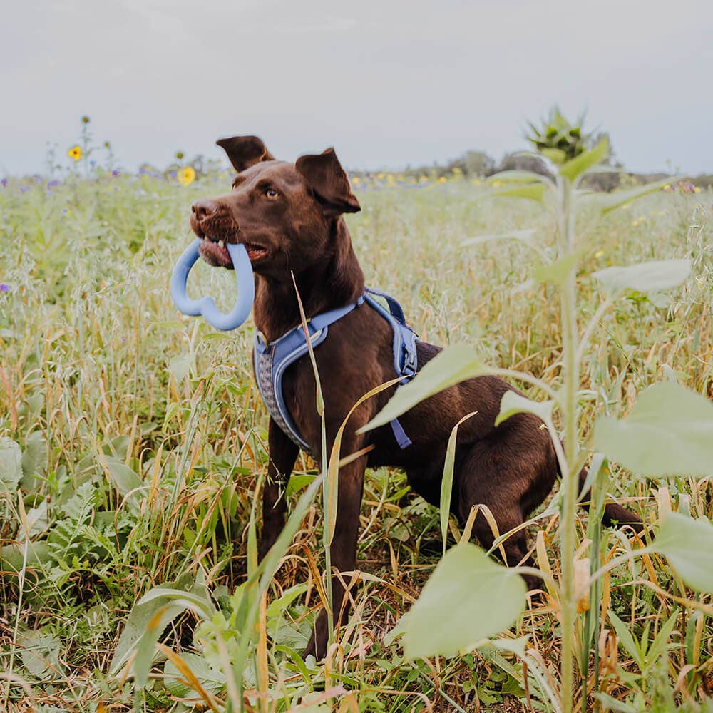 Hey Lana - Love Your Paw - Hundespielzeug aus Naturkautschuk