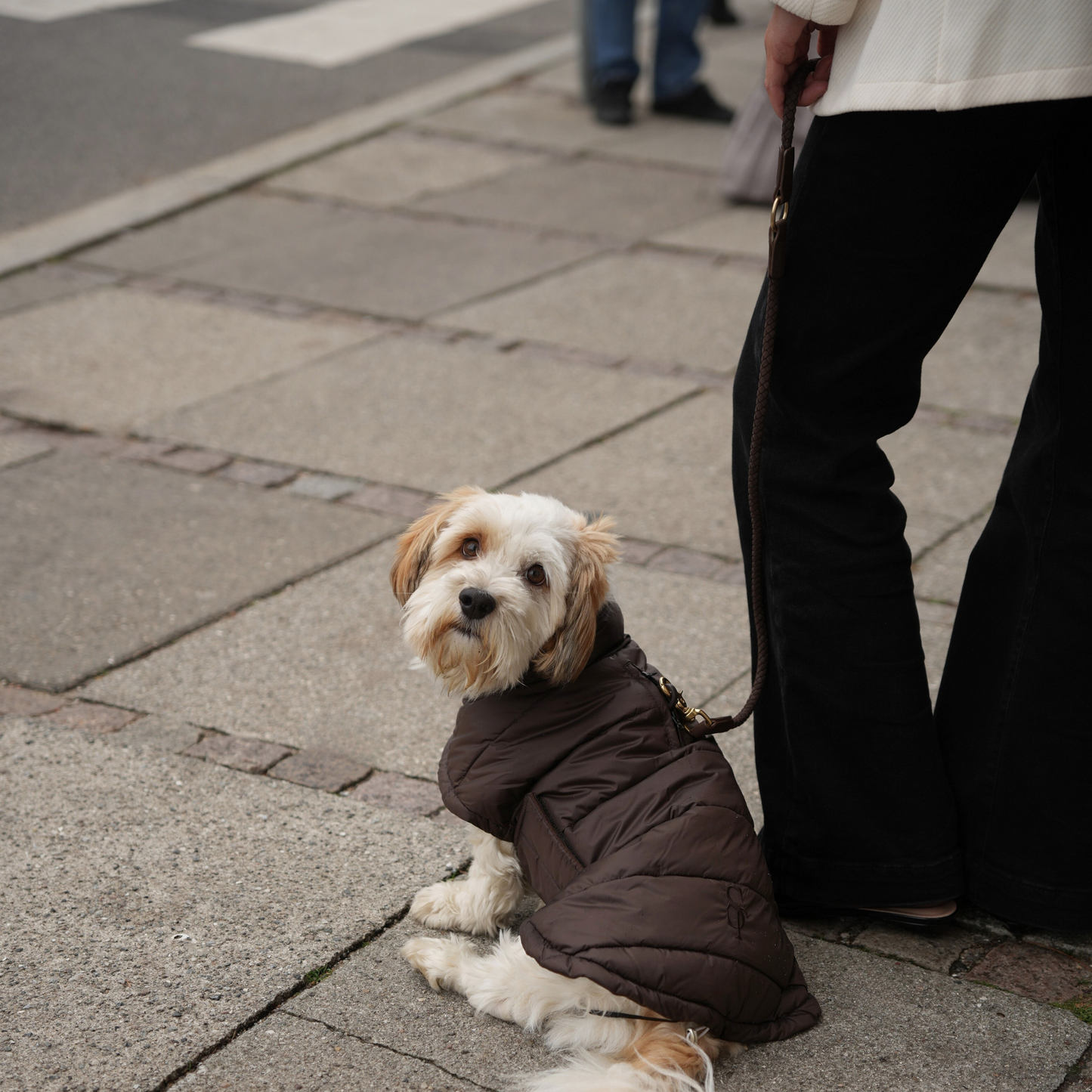Staey - Nora Hundemantel | Espresso: XL