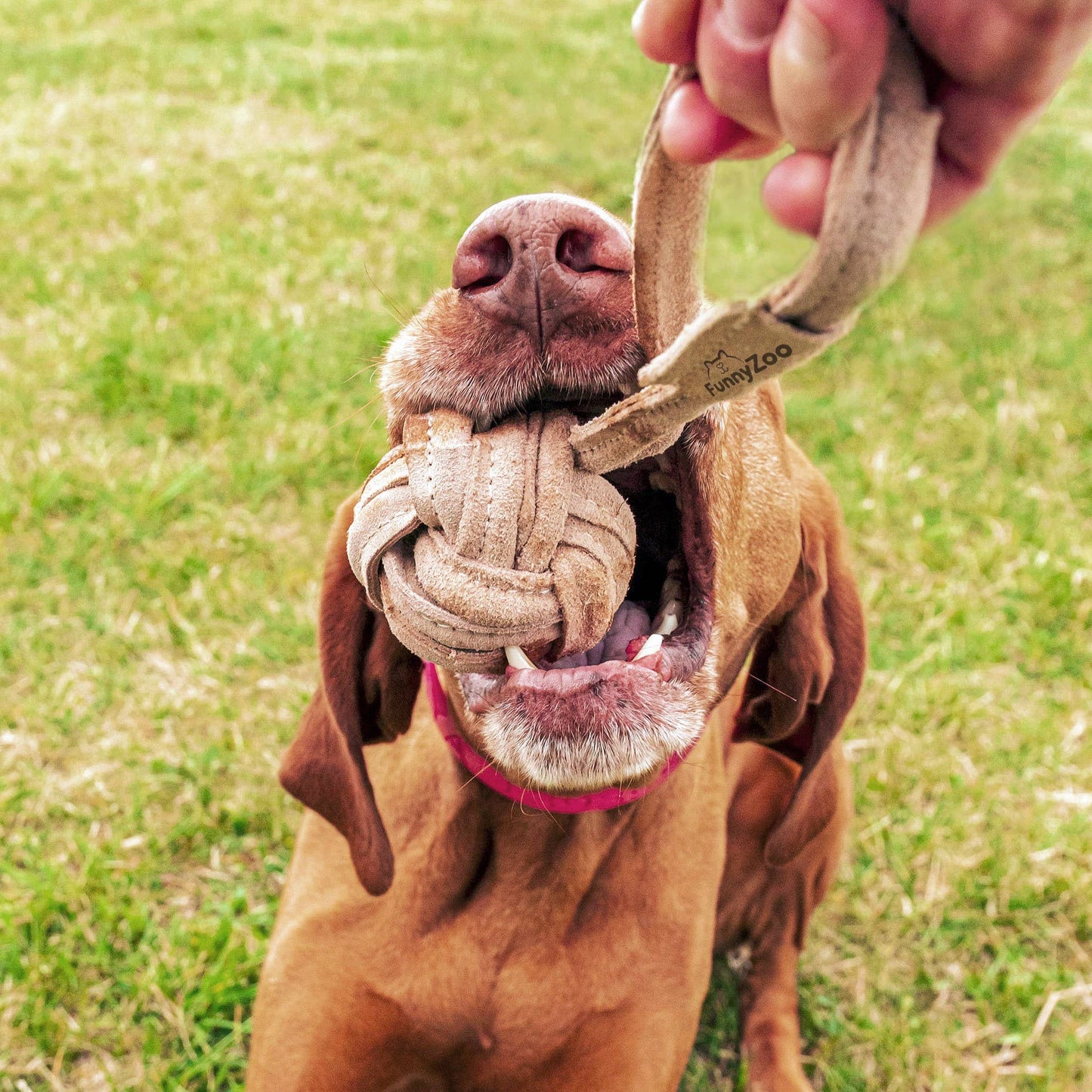 Funny Zoo - Natürliches Spielzeug für Hunde - Wildlederball mit Seil