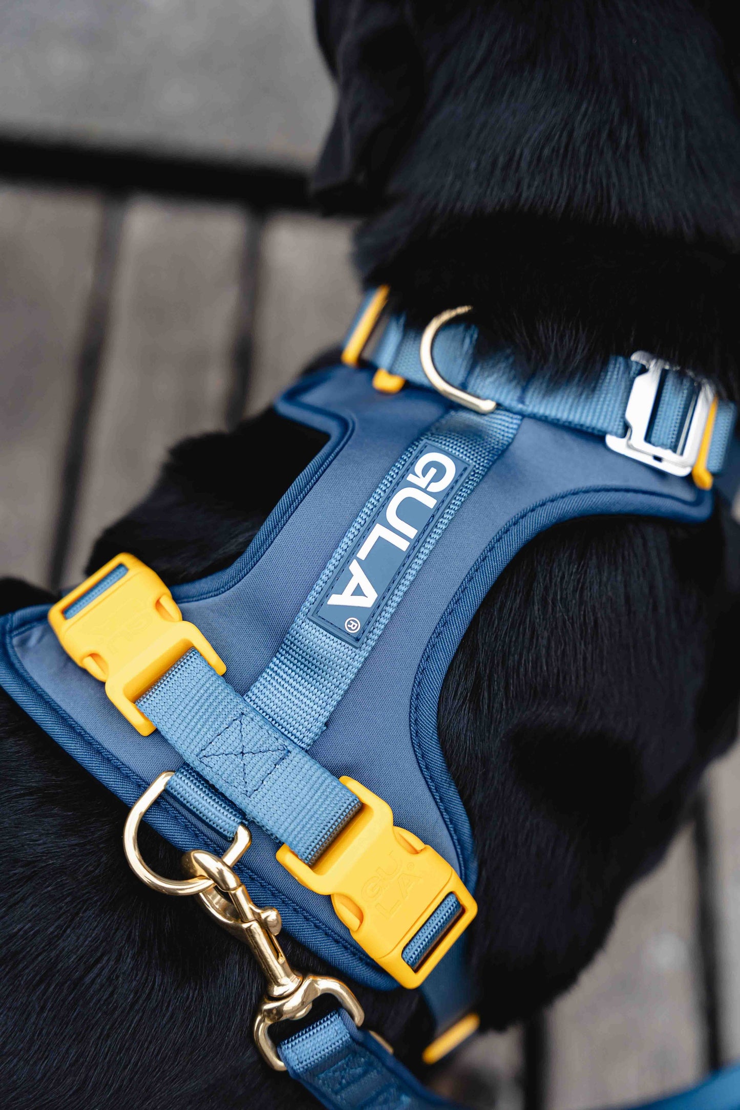 Hundegeschirr NEU - Blau & Gelb - Größe S