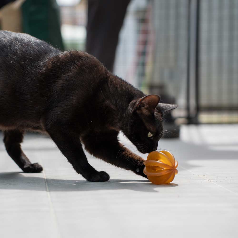 retorn - Rub Funny Ball Cats (2 Stück) - Katzenspielzeug