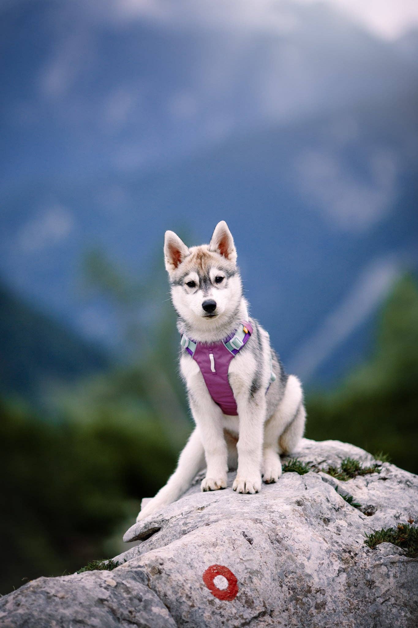 Woolly Wolf - Alpha 360 Harness Mauve Mix
