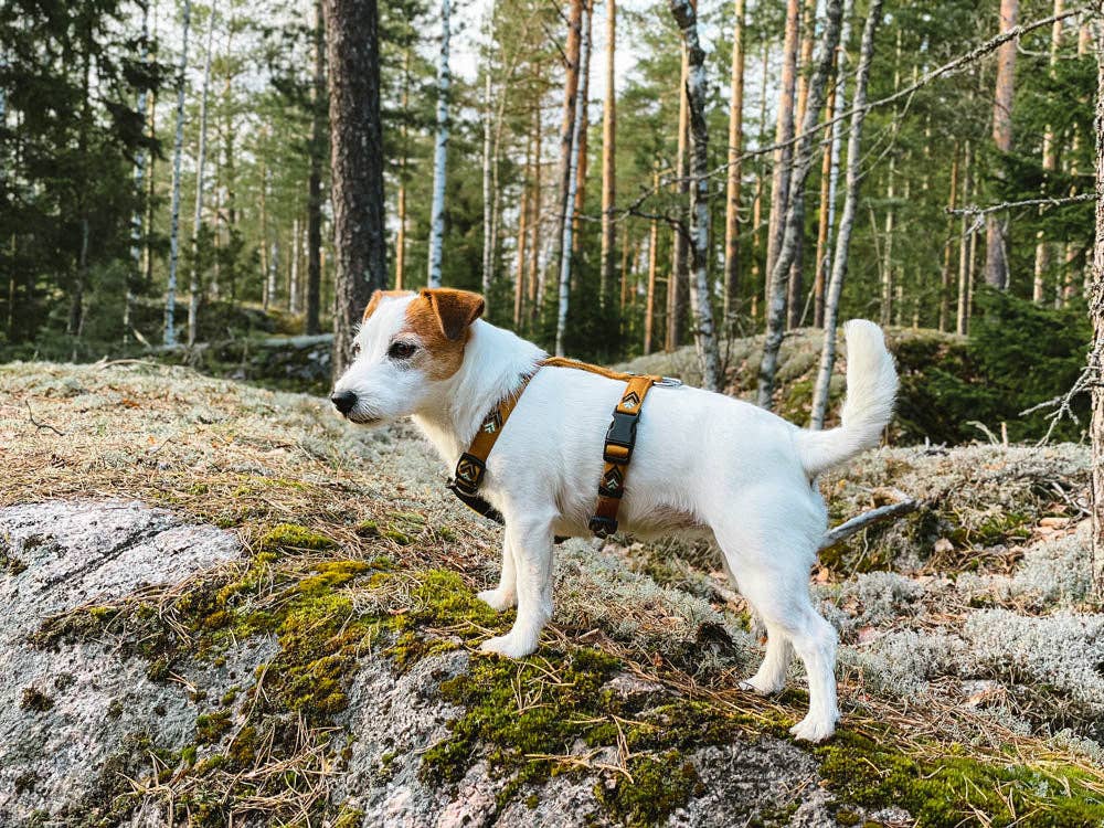 Wolly Wolf - Sea to Summit Hundegeschirr aus recyceltem RPET