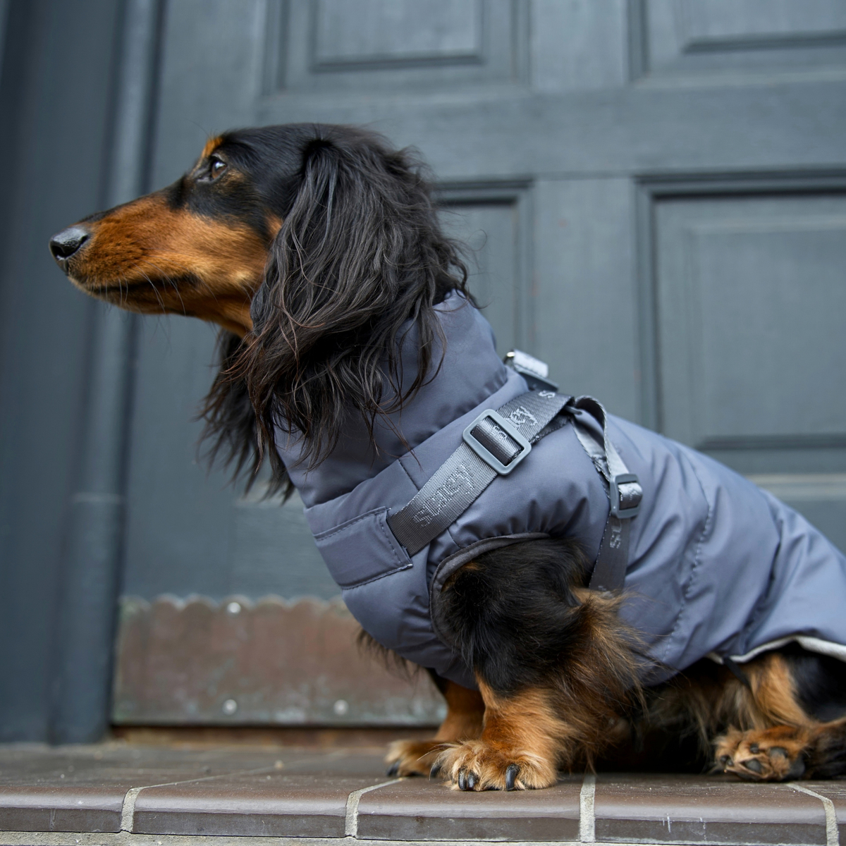 Staey - Vera Hundemantel mit Geschirr | Staubblau: M