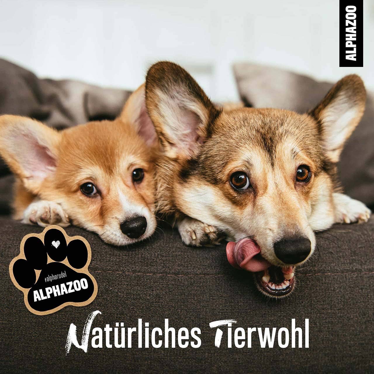 Alphazoo - Seelenruhe Bachblüten, Beruhigung für Hunde & Katzen