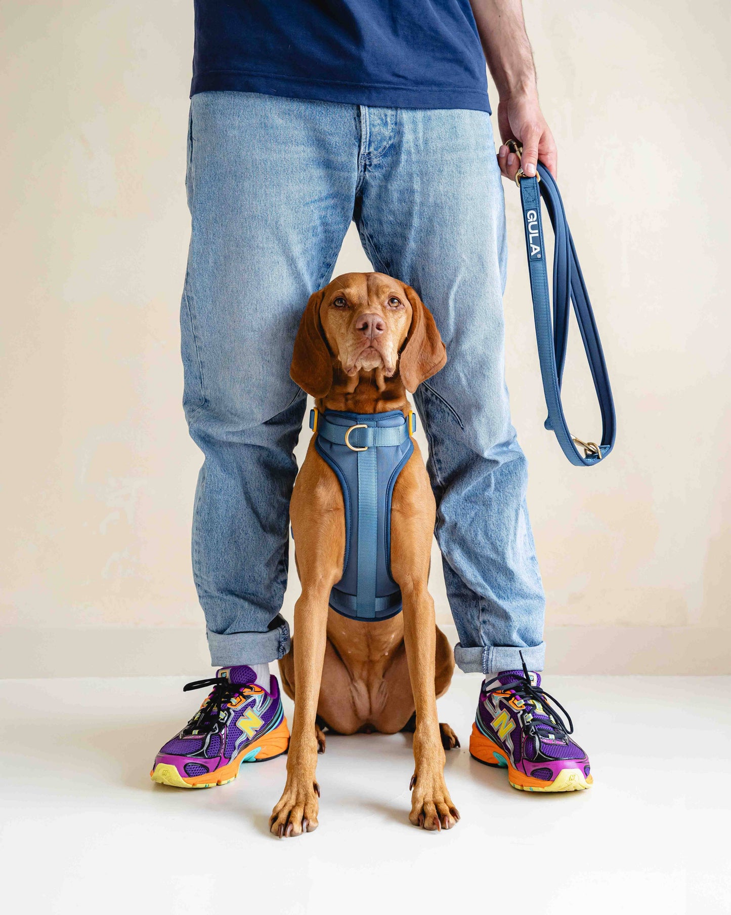 Hundegeschirr NEU - Blau & Gelb - Größe S