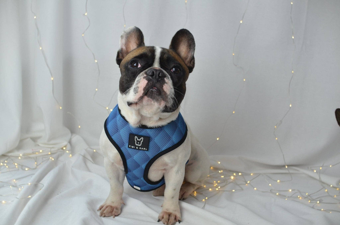 Fibi&KArl - 2-in-1 Hundegeschirr Go Wild Or Go Blue