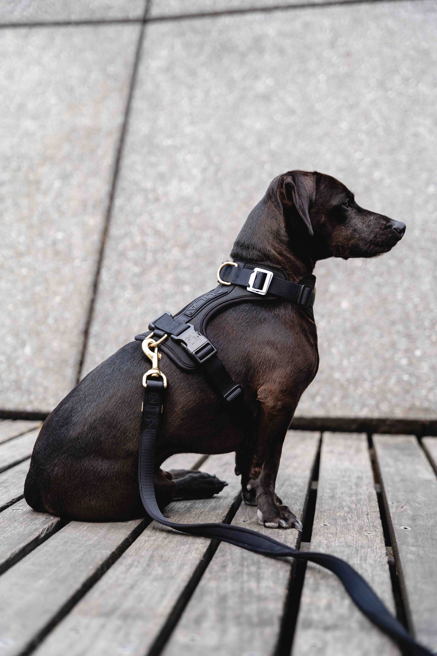GULA - Hundegeschirr - Ganz in Schwarz