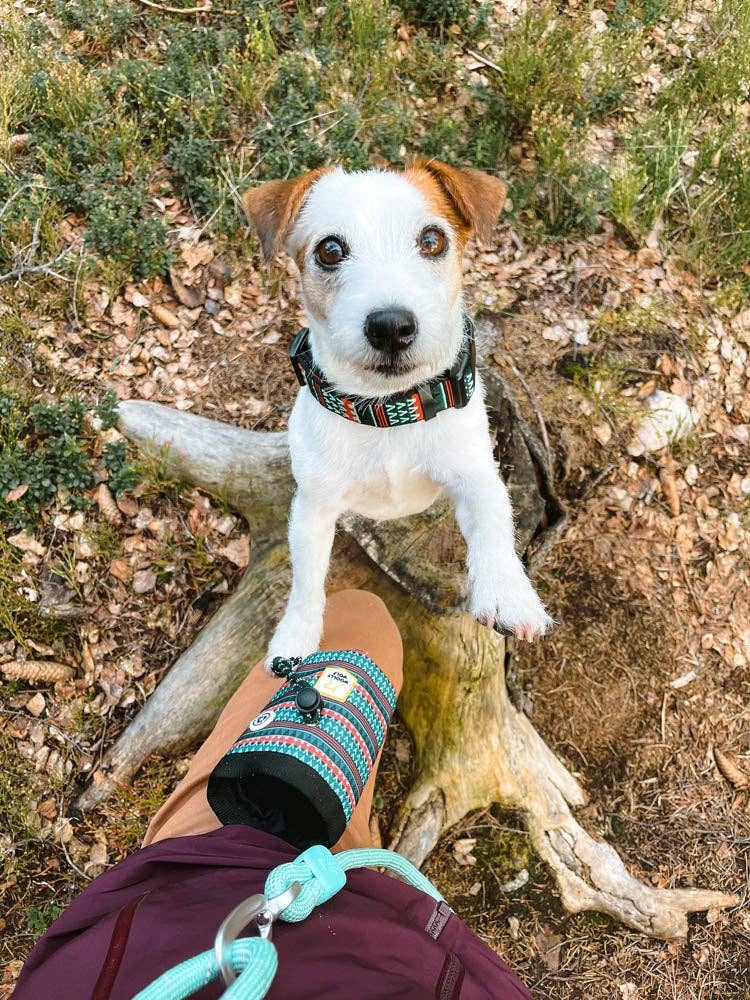 Woolly Wolf - Woodland Futterbeutel für Hunde und Katzen aus recyceltem RPET