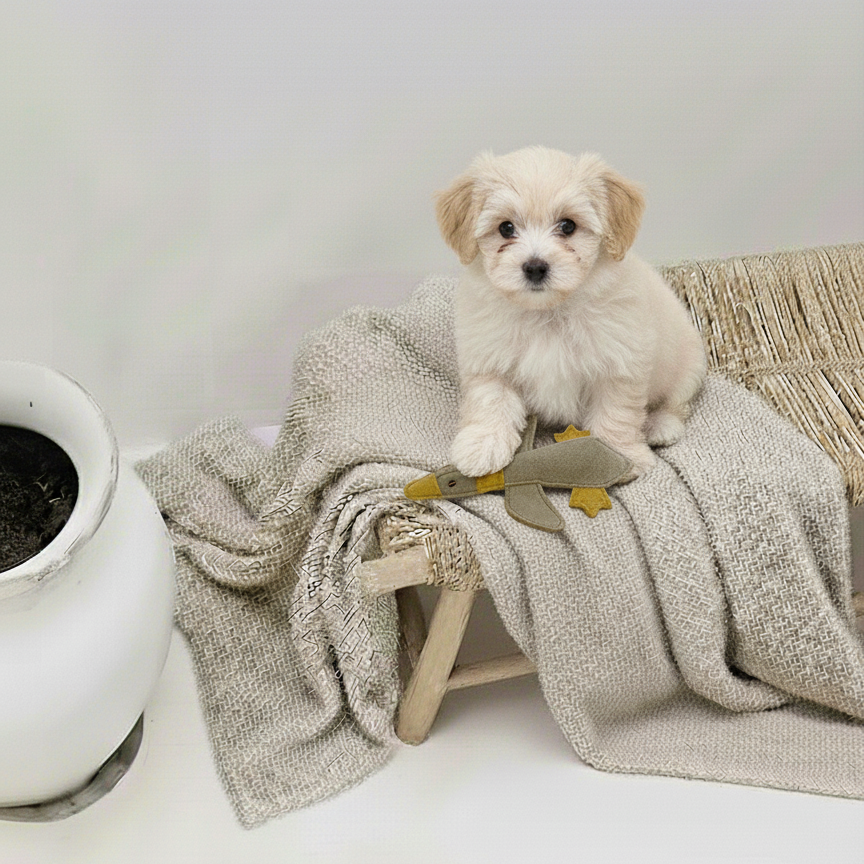 BUDDY - Leder Hundespielzeug für kleine Hunde "Kleine Ente"