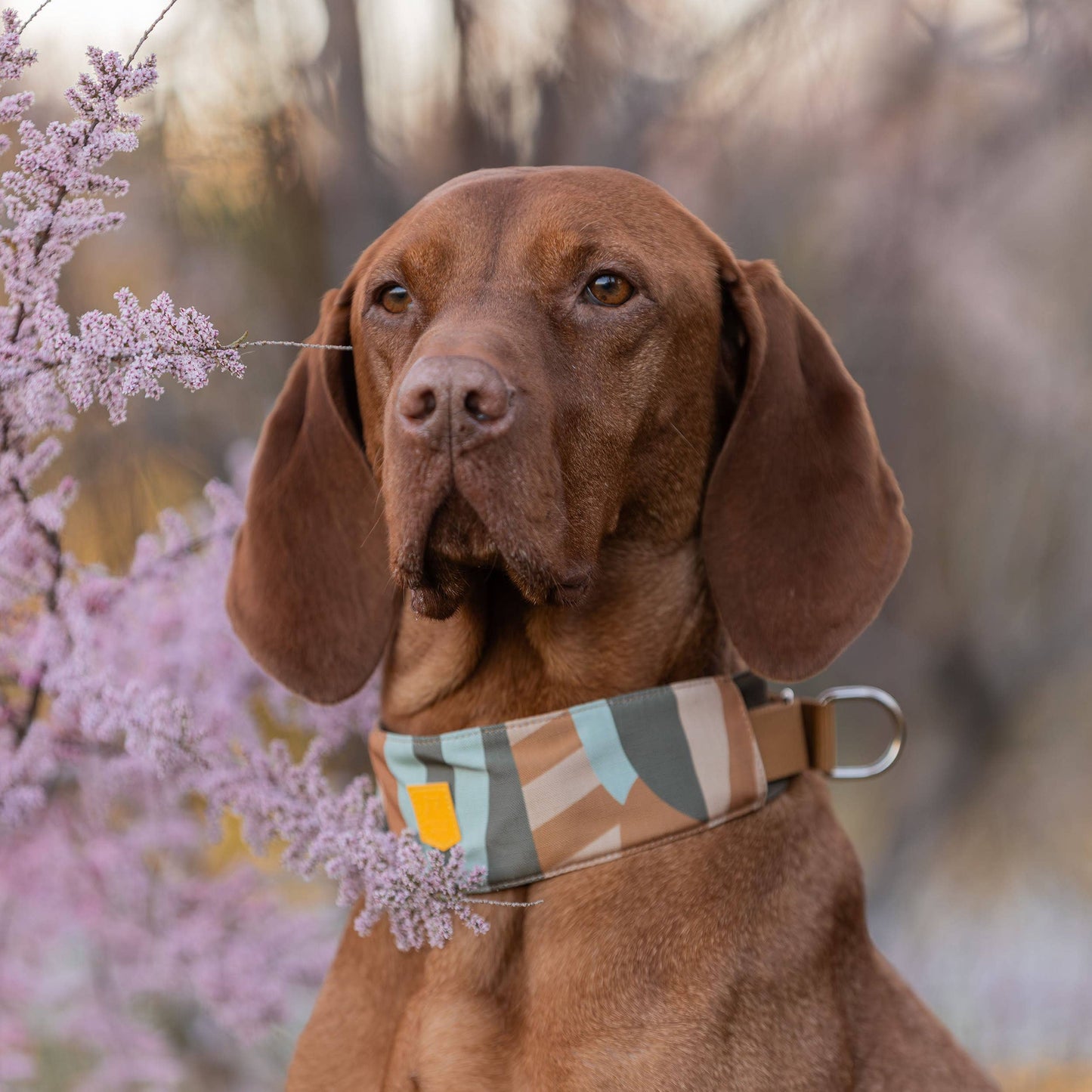 Woolly Wolf - Cloudbeam Soft-Martingale-Halsband