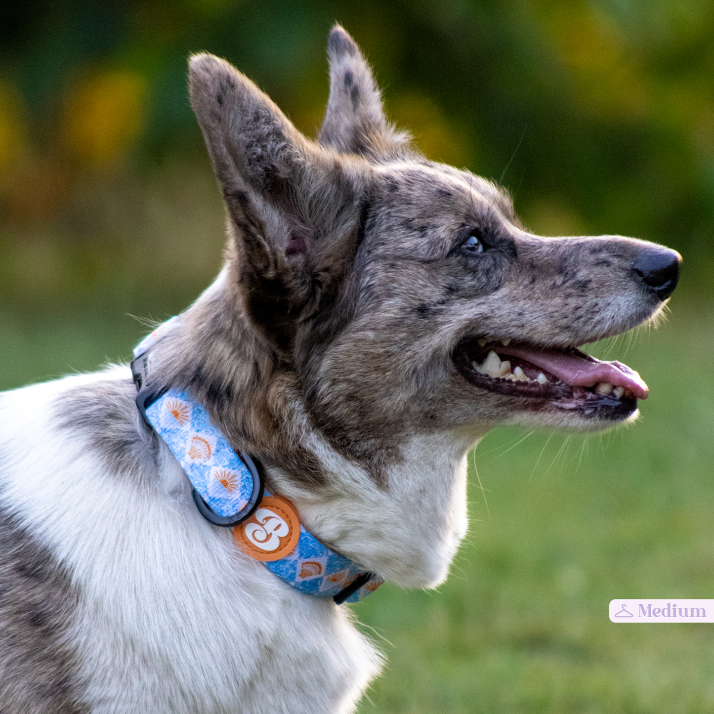 Barx - Halsband | Hoffnungshafen