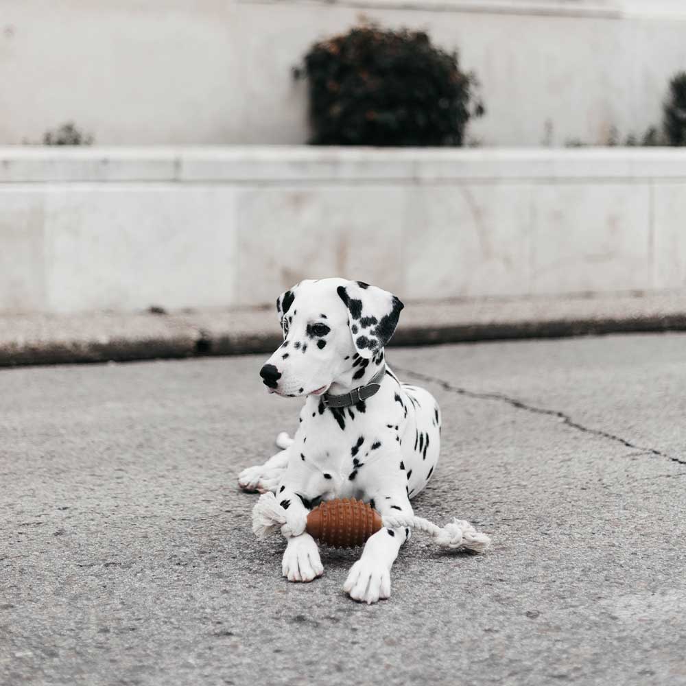 retorn - Rub Rugby Hundespielzeug mit Seil - Größe M