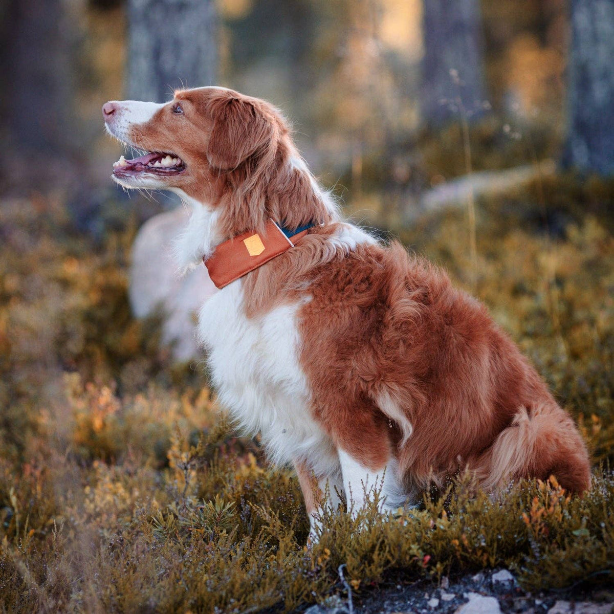 Alpha 360 Hundehalsband Terrakotta-Mix