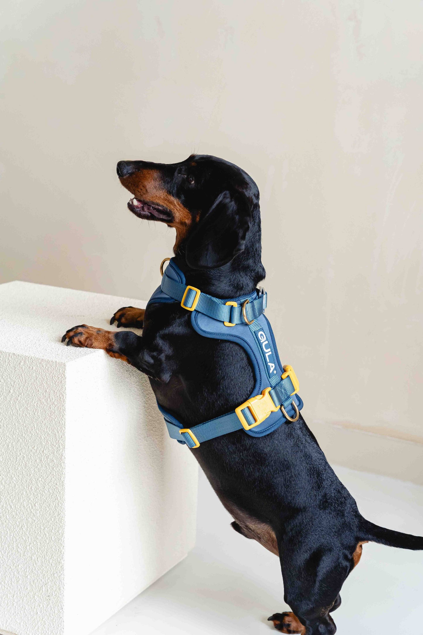 Hundegeschirr NEU - Blau & Gelb - Größe S