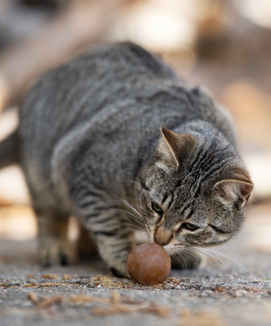 retorn - Ball (2 Stück) - Katzenspielzeug