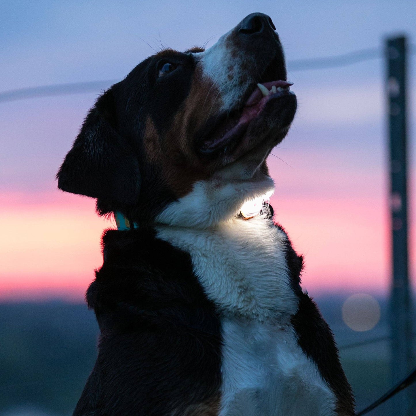Matrix Ultra LED - Dog Safety light Lime Green