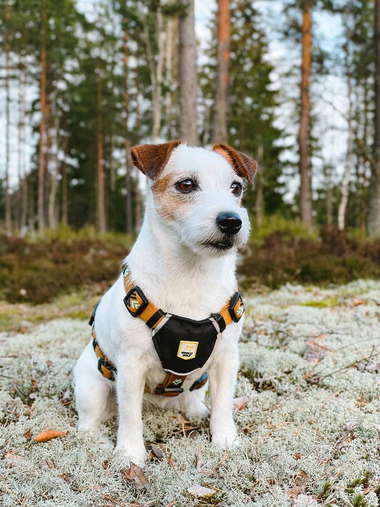 Wolly Wolf - Sea to Summit Hundegeschirr aus recyceltem RPET