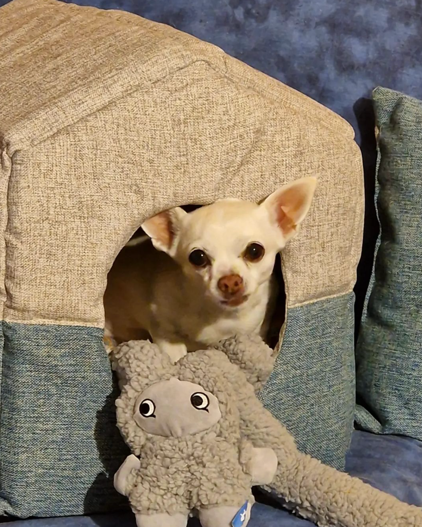 United Pets - Antistress-Plüschtier mit ätherischen Ölen - Rosicchio