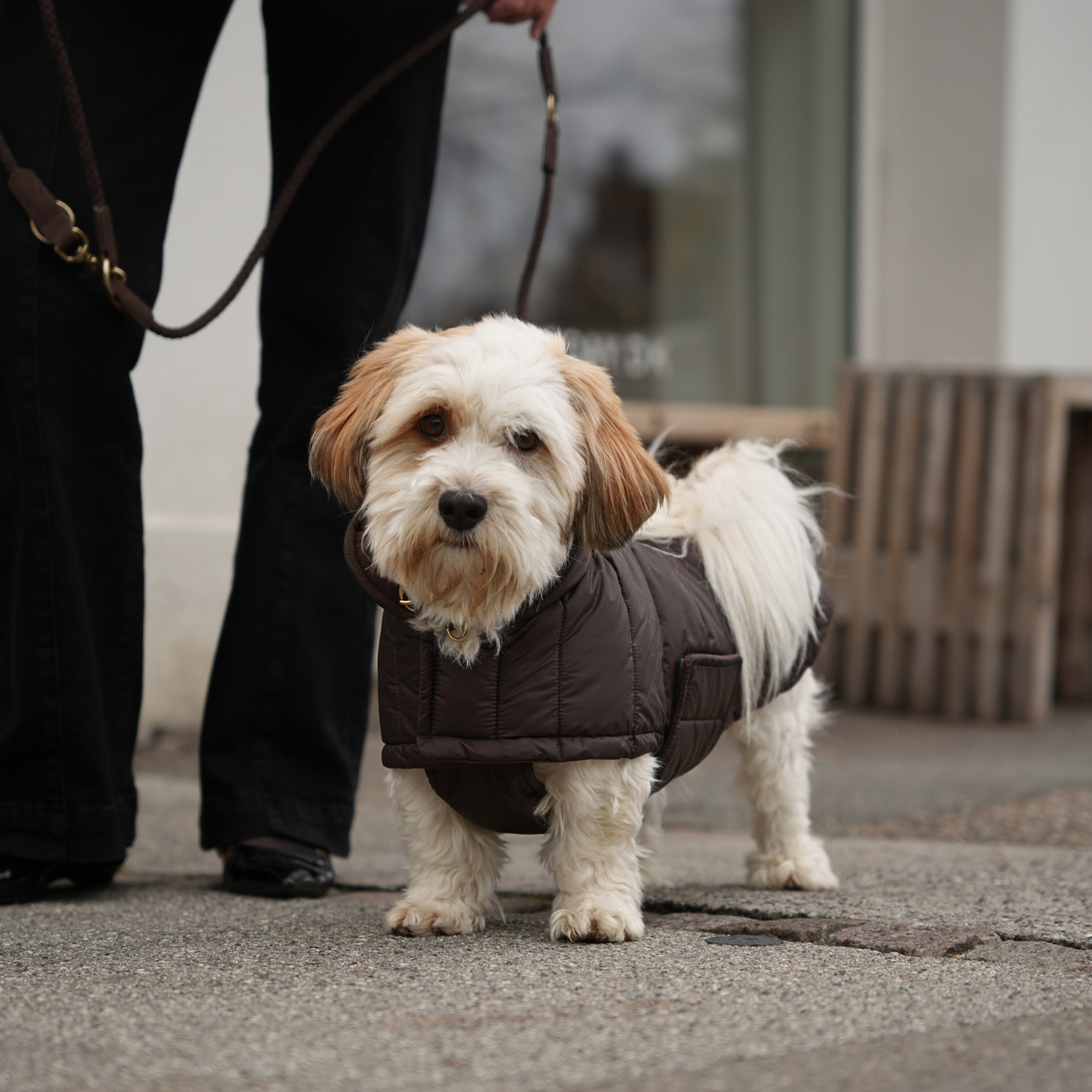 Staey - Nora Hundemantel | Espresso: XS