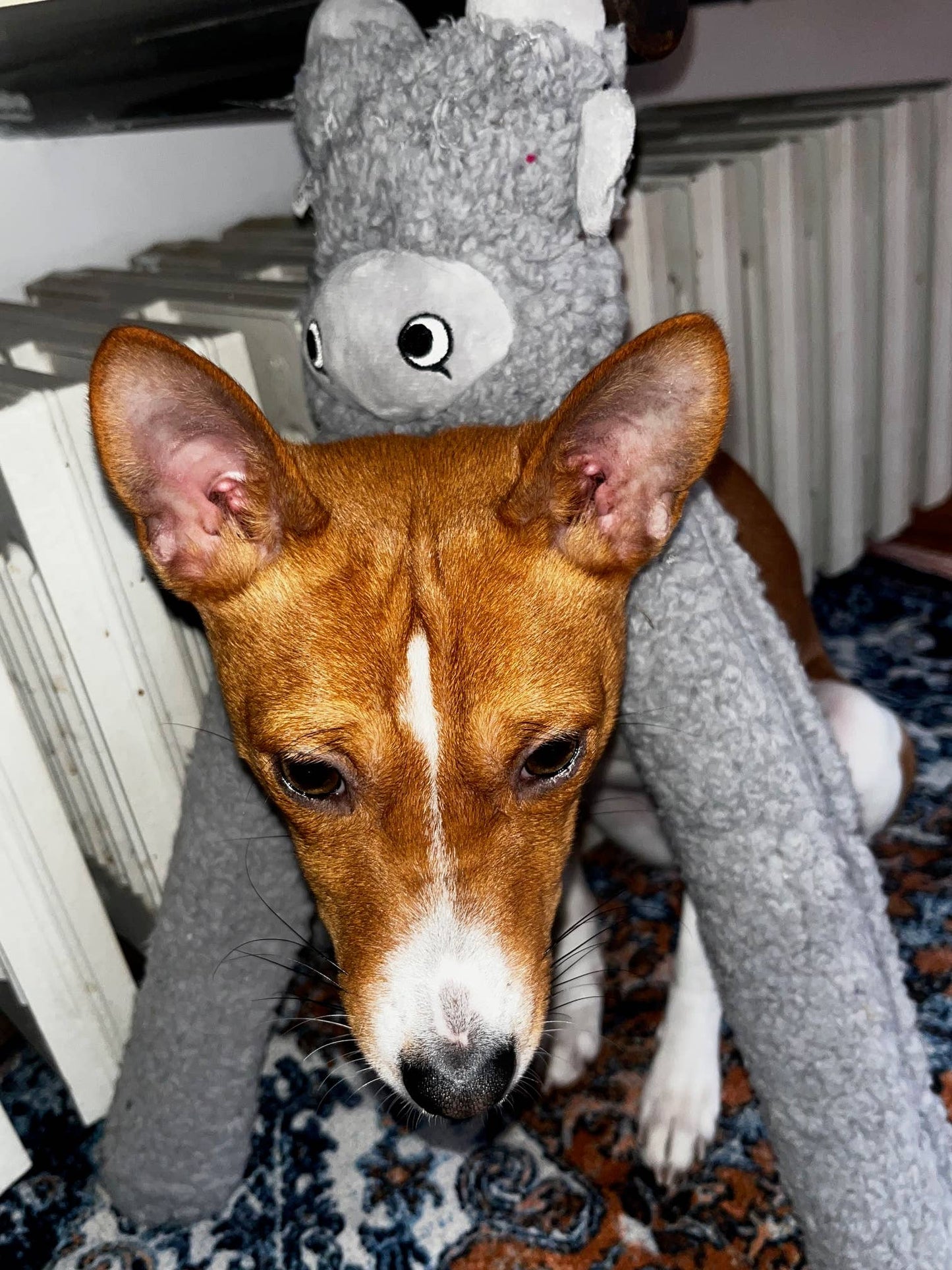 United Pets - Antistress-Plüschtier mit ätherischen Ölen - Rosicchio