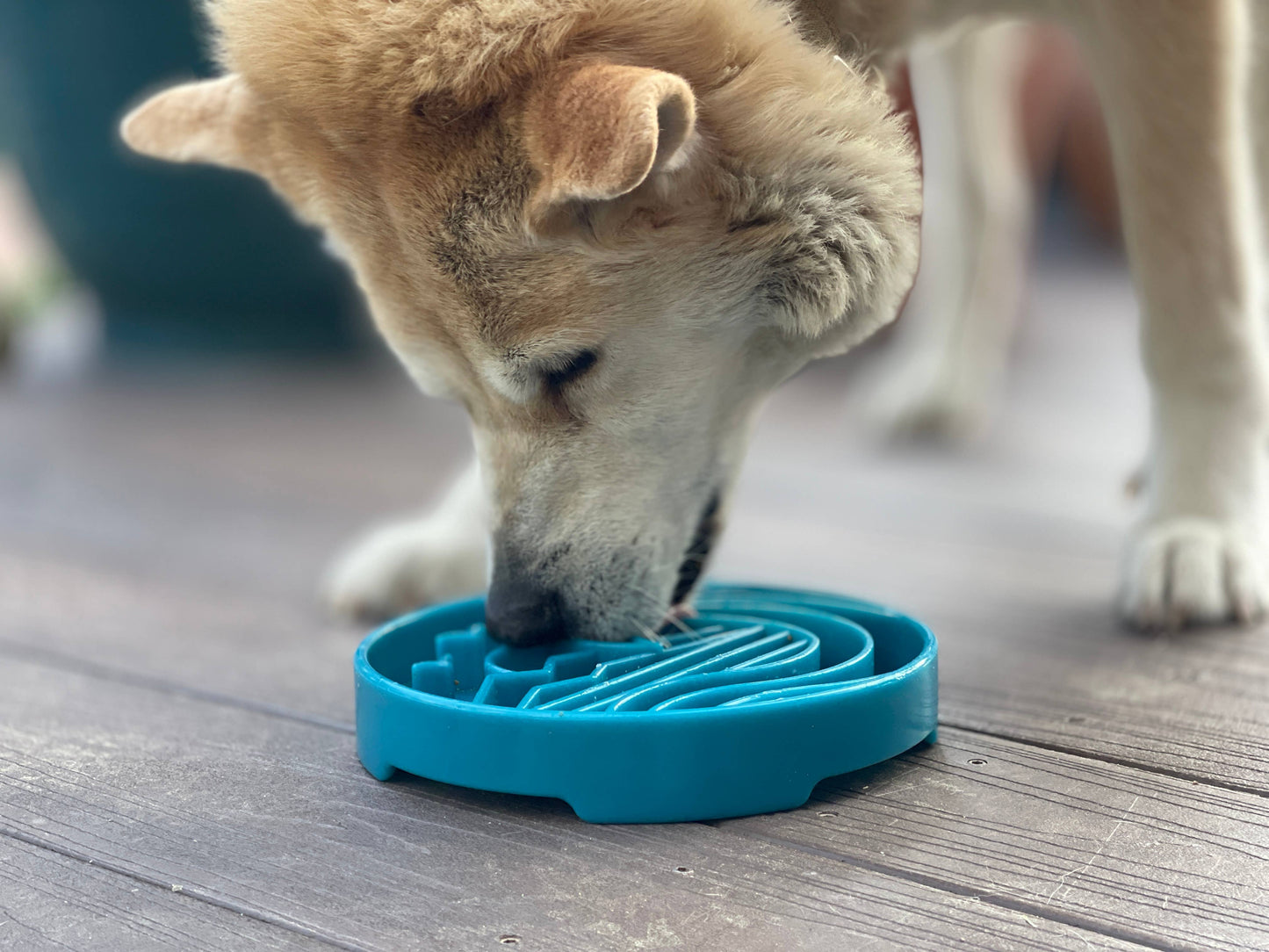 SodaPup - Baja Design eTray Flacher Slow Feeder - Napf für Hunde