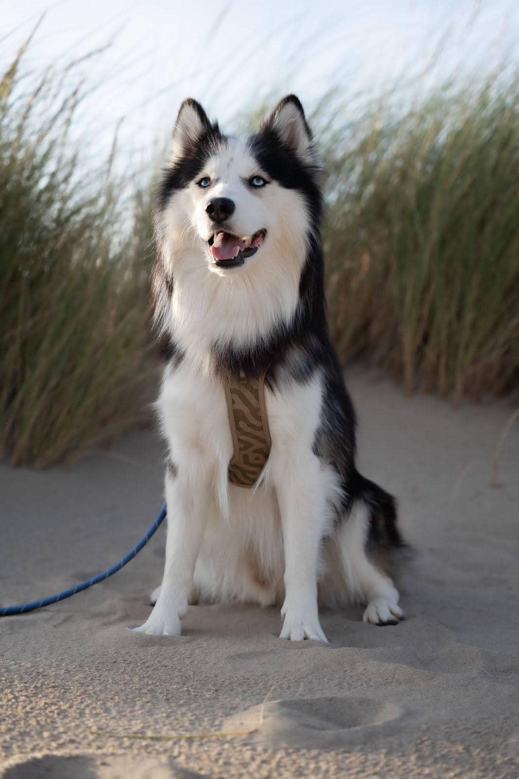 Woolly Wolf - Roam Hundegeschirr, recycelt (RPET)