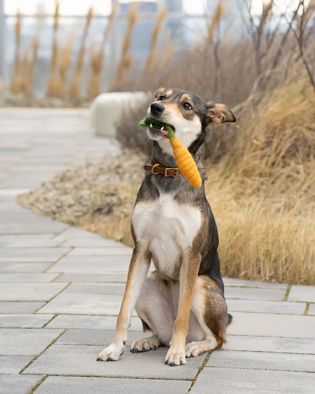 BUDDY - Hundespielzeug aus Schafwolle "Karotte"