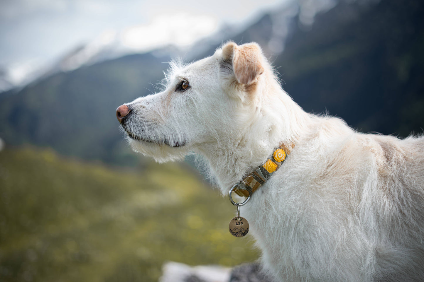 Woolly Wolf - Cloudbeam-Halsband