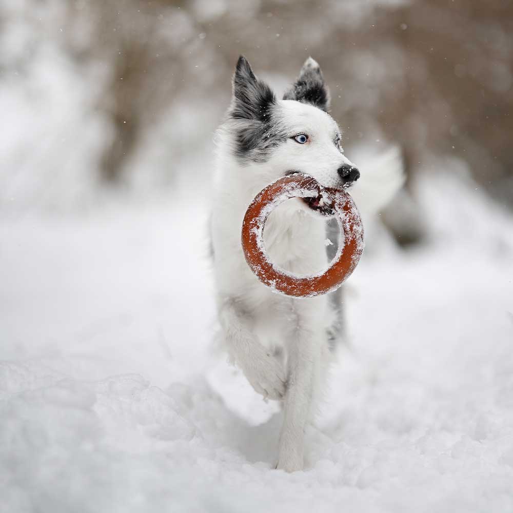 retorn - Rub Bite - Hundespielzeug