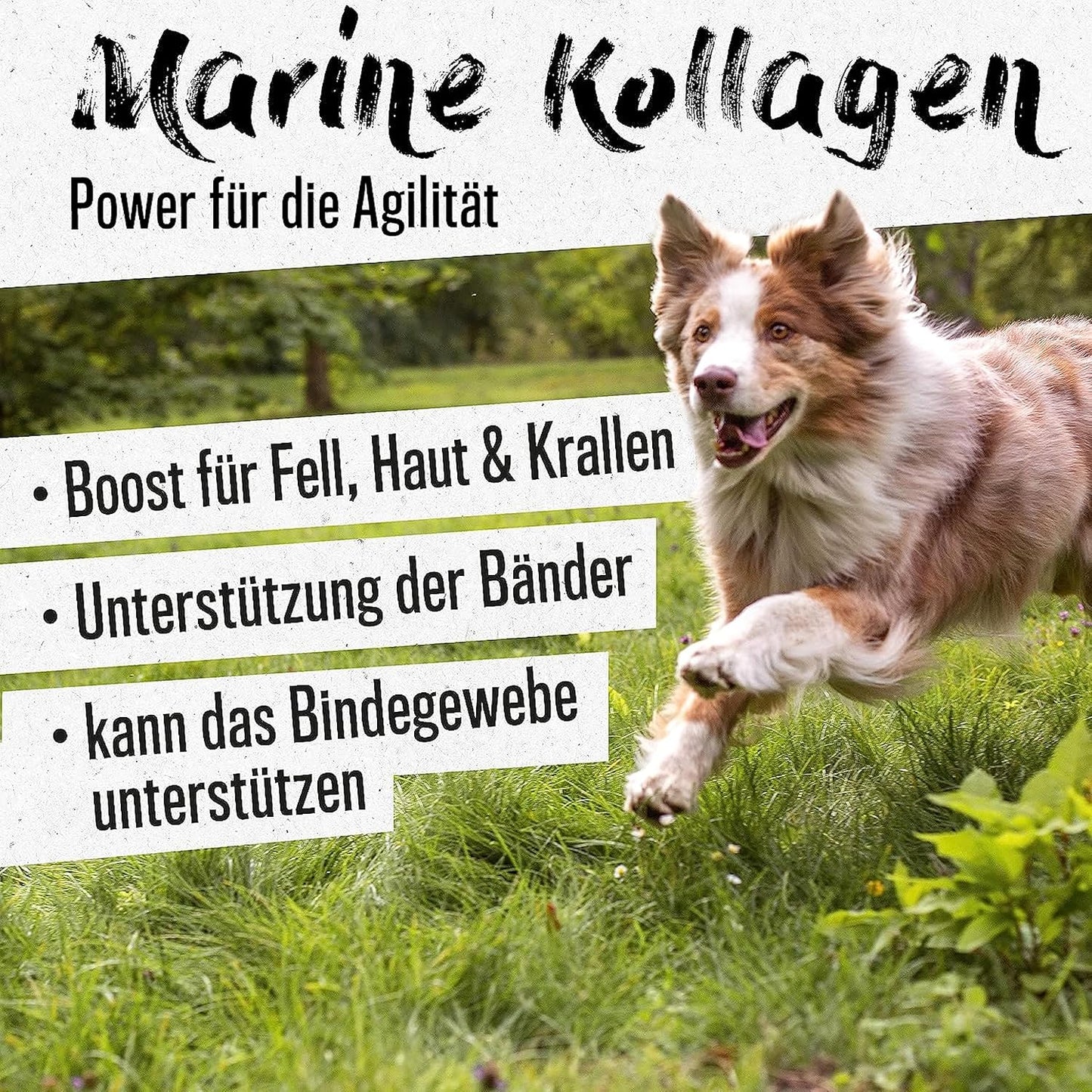 Alphazoo - Marine Kollagen Pulver für Hunde & Katzen - 100g