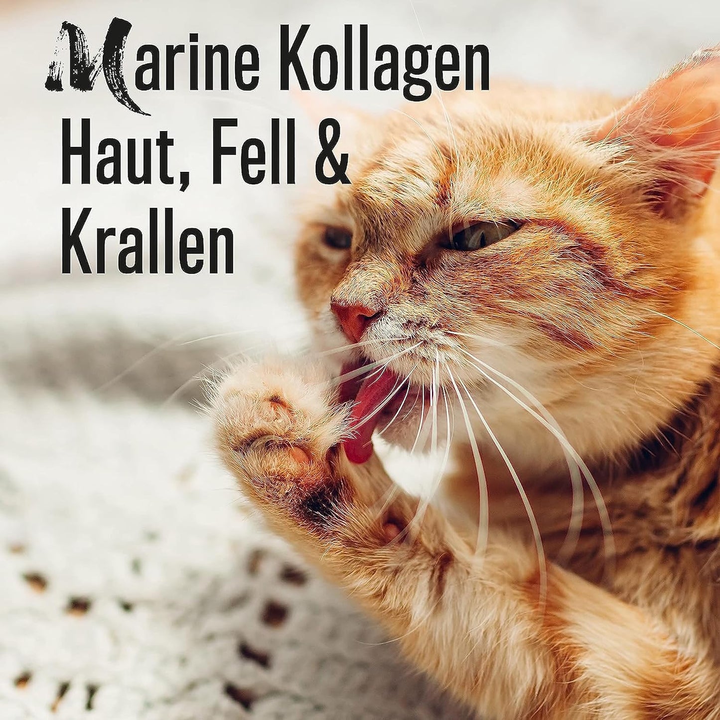 Alphazoo - Marine Kollagen Pulver für Hunde & Katzen - 100g