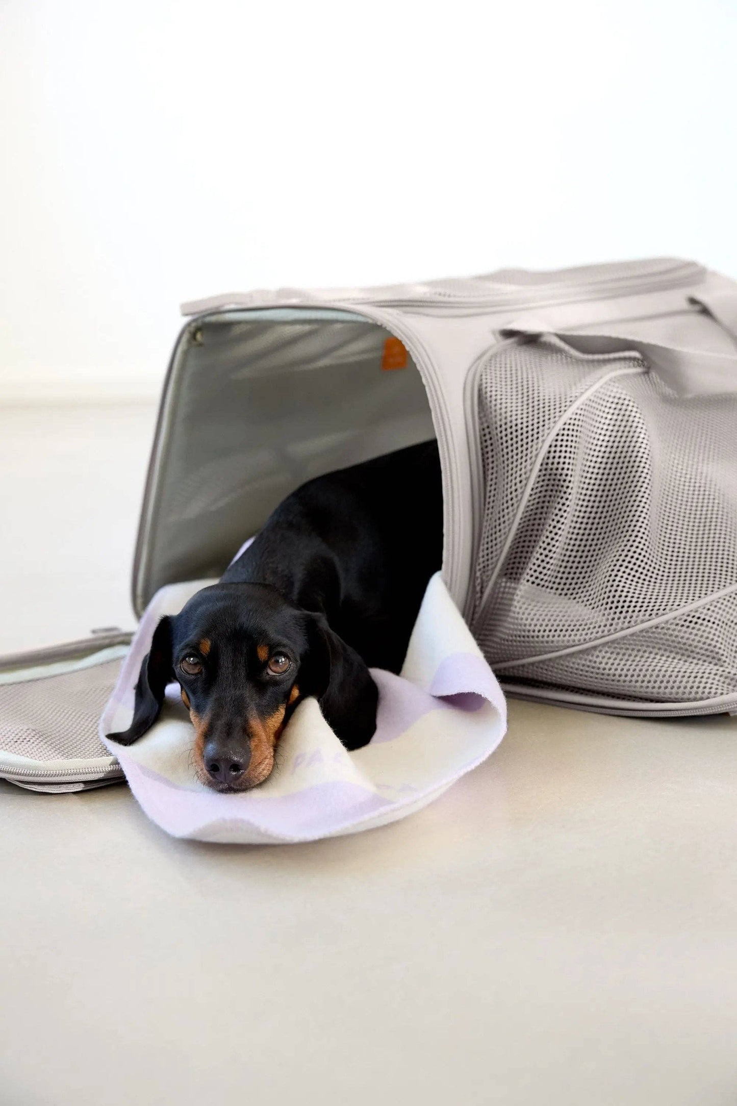 Palopa - Hundetragetasche - Benno, Taupe