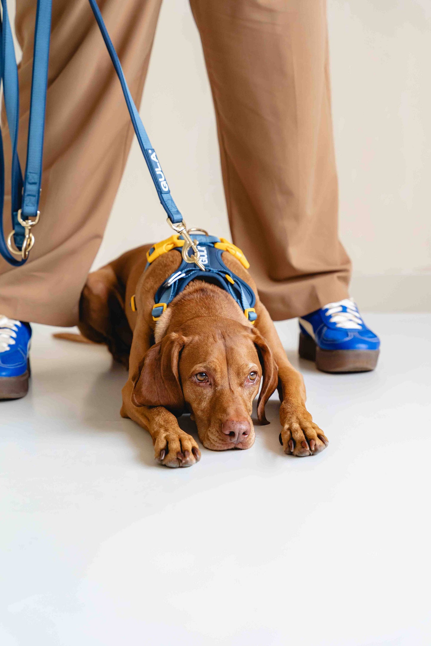 Hundegeschirr NEU - Blau & Gelb - Größe M