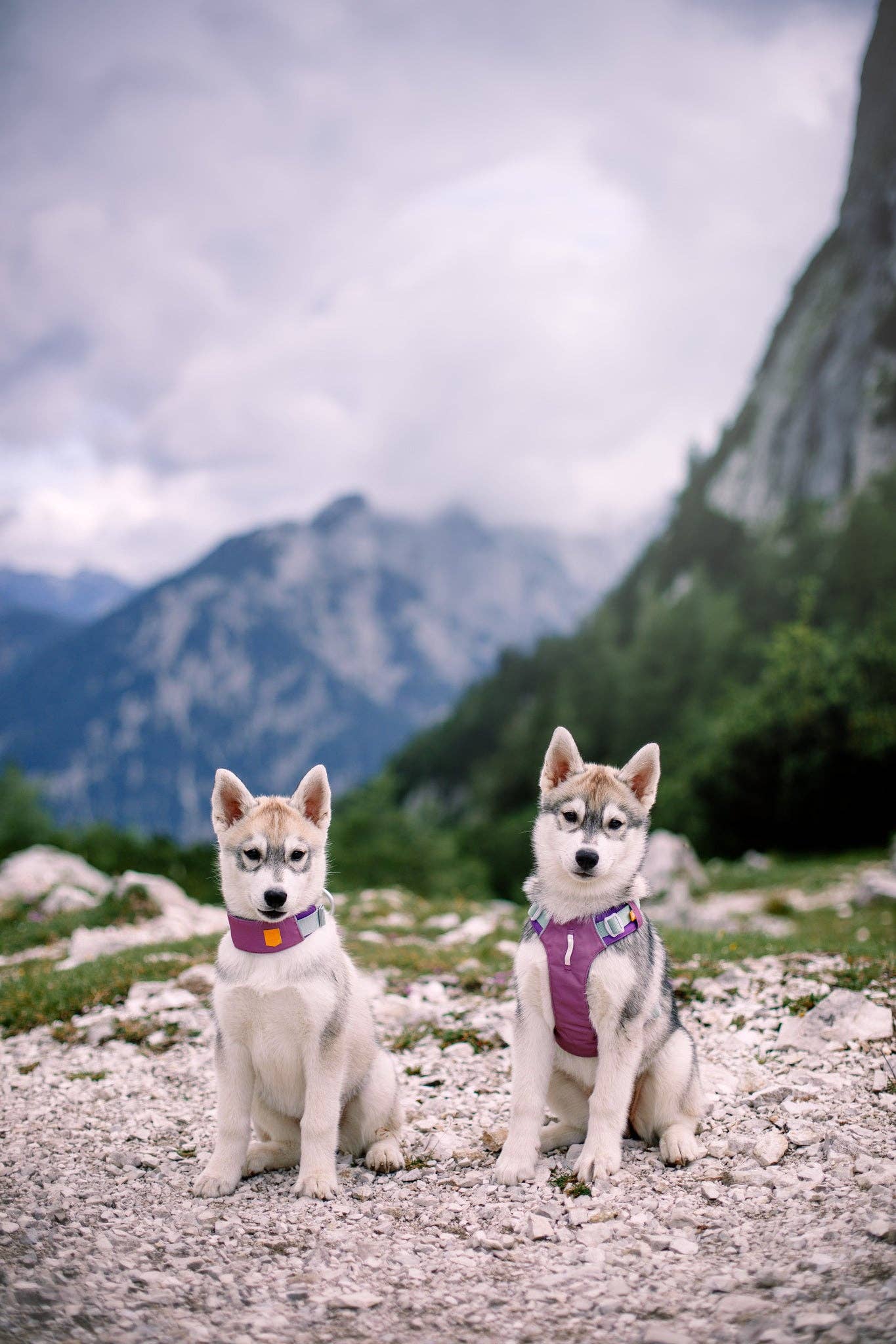 Woolly Wolf - Alpha 360 Harness Mauve Mix