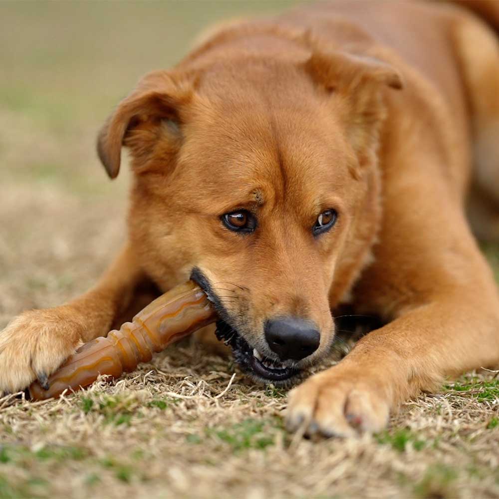 retorn - Rub Flosser - Hundespielzeug